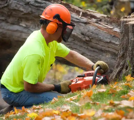 tree services Ojo Amarillo